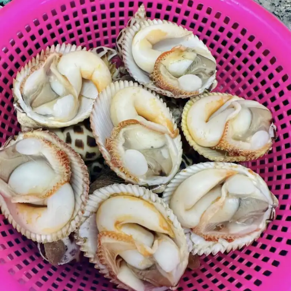 Sò dương giá sỉ 