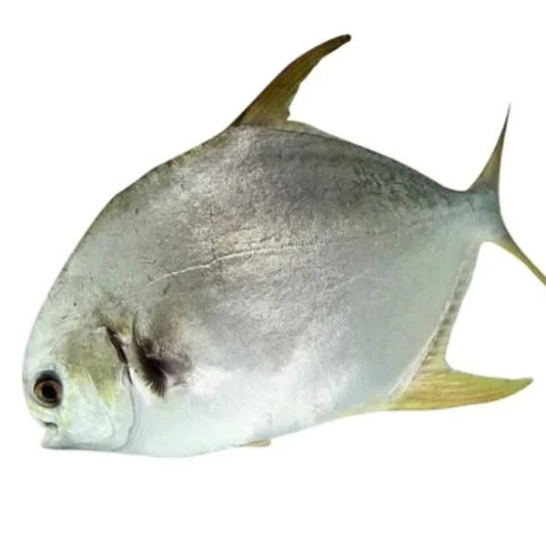 Cá chim biển giá sỉ 