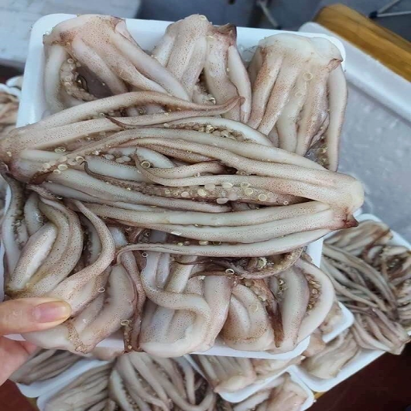 Đầu mực cấp đông giá sỉ