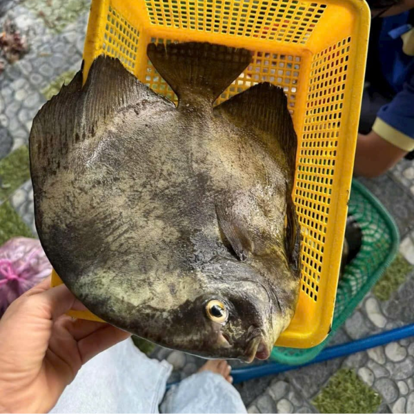 Cá tai bồ sống giá sỉ