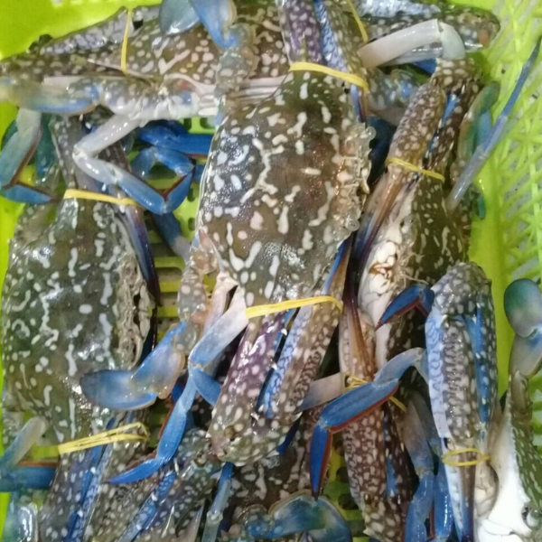 ghẹ ngộp giá sỉ