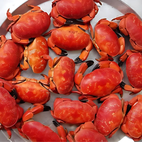 cù kỳ đỏ giá sỉ
